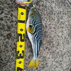 タチウオ不発も嬉しい外道たち