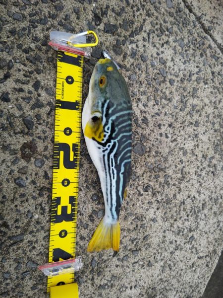 タチウオ不発も嬉しい外道たち