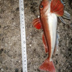 久しぶりの釣り