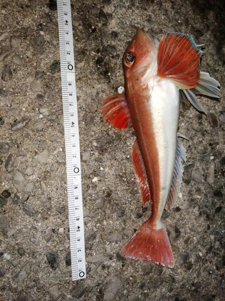 久しぶりの釣り