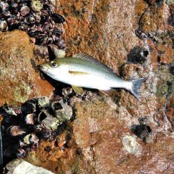 フカセ‥最高ですネ・・