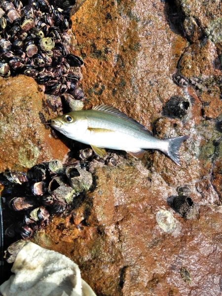 フカセ‥最高ですネ・・