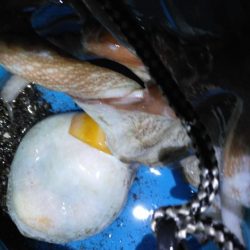 1泊タコ釣り