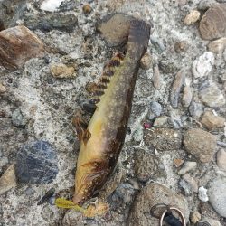 アナハゼを狙うと~