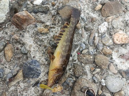 アナハゼを狙うと~