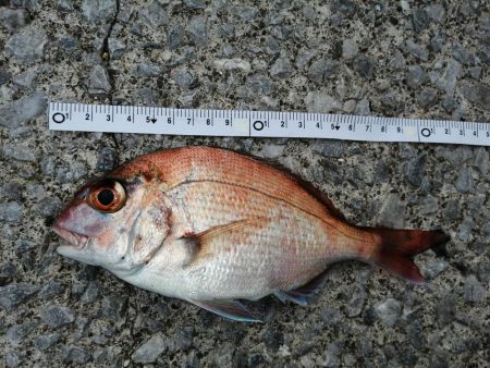 今日もアジ釣り