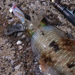 対馬エギング釣果