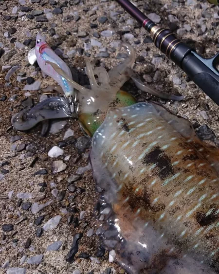 対馬エギング釣果