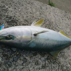 ハマチ回遊あり!