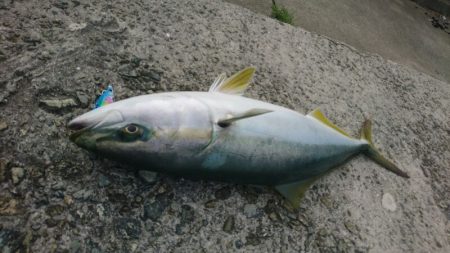 ハマチ回遊あり!