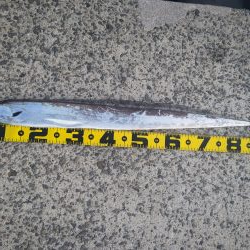 尺アジとタチウオ