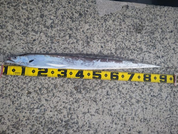 尺アジとタチウオ