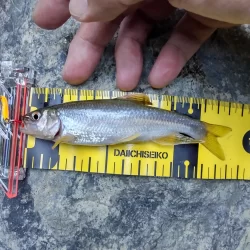 チャビングで腹パン含め、つ抜け！