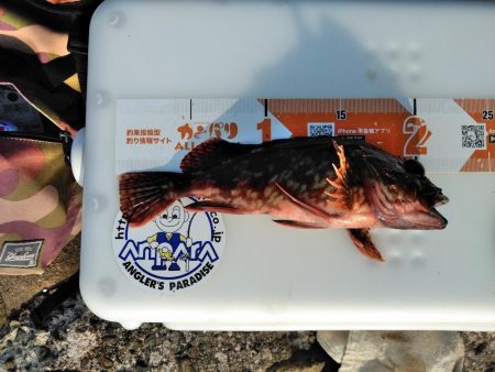 フカセ‥最高ですネ・・