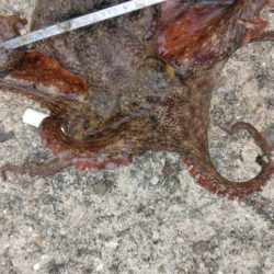 タコジグ　ツ抜け