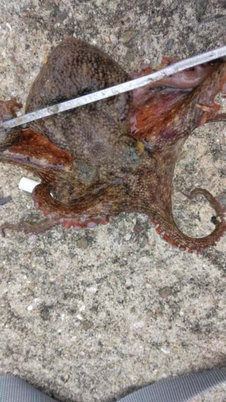 タコジグ　ツ抜け