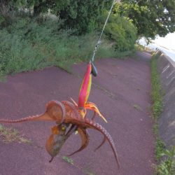 タコジグ リベンジ