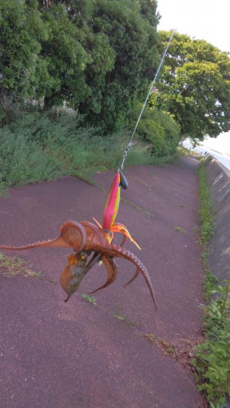 タコジグ リベンジ