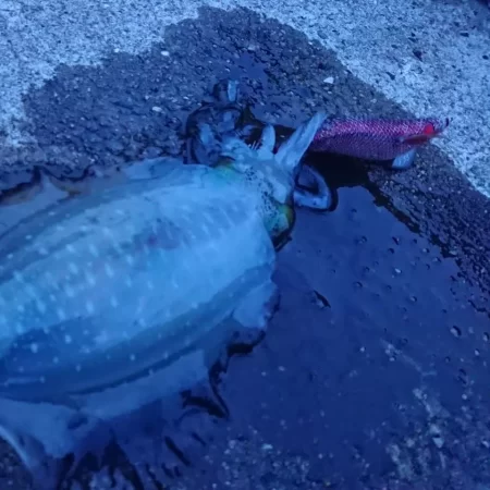 対馬エギング釣果