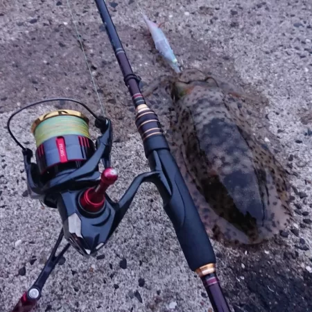 対馬エギング釣果