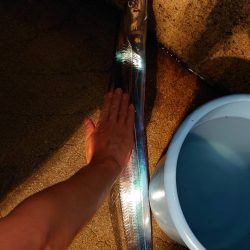 淡路島観光ホテルでタチウオ開幕？！