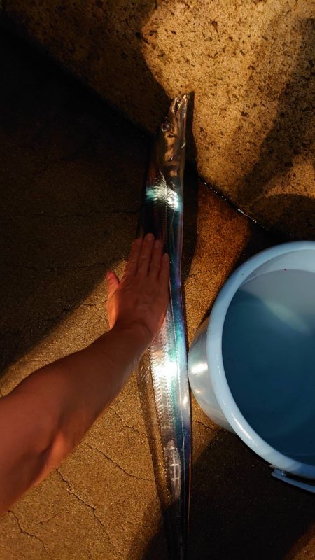 淡路島観光ホテルでタチウオ開幕？！