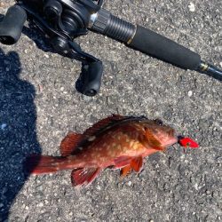ちょい投げでキス、穴釣りでギンポとカサゴを釣る!!
