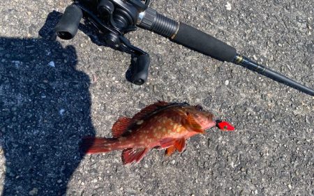 ちょい投げでキス、穴釣りでギンポとカサゴを釣る!!