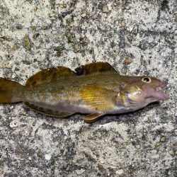 垂水漁港での胴付き釣りでキジハタが！！