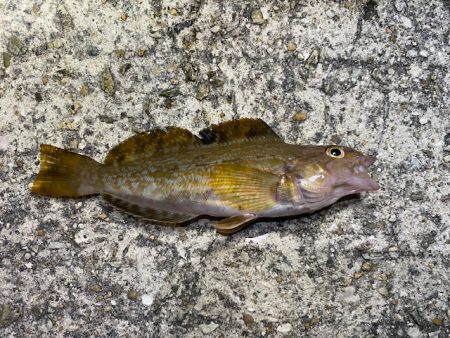 垂水漁港での胴付き釣りでキジハタが！！