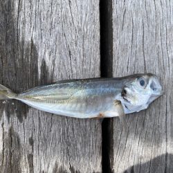 翼港で五目釣り！！