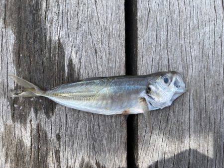 翼港で五目釣り！！