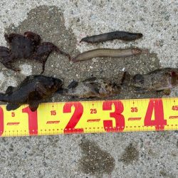 穴釣りでソイの自己記録！！