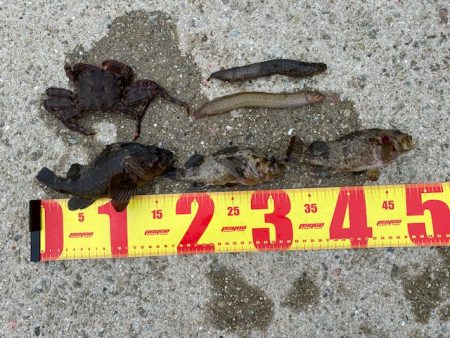 穴釣りでソイの自己記録！！