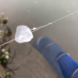 宇曽川濁流で釣果落ちてます