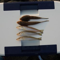 真夏のキス釣り　ミニチャリコに降参