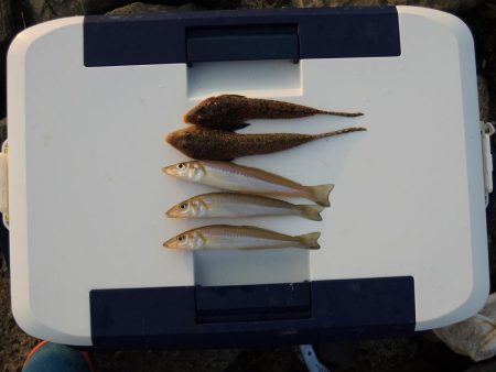 真夏のキス釣り　ミニチャリコに降参