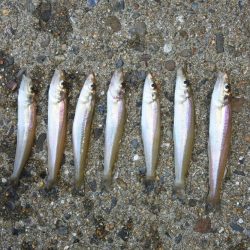 晴れ間のキス釣り　ピンギスばかり