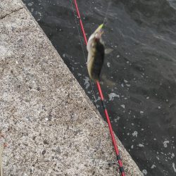 大サバ求めて、、、。