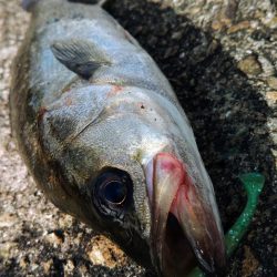 ぶら河川船底調査！！