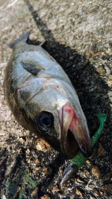 ぶら河川船底調査！！
