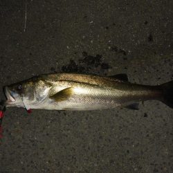 満潮時の浅場での攻め