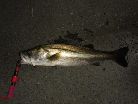 満潮時の浅場での攻め