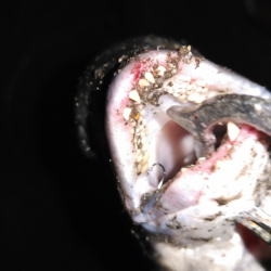 大雨後の濁りでチヌ！