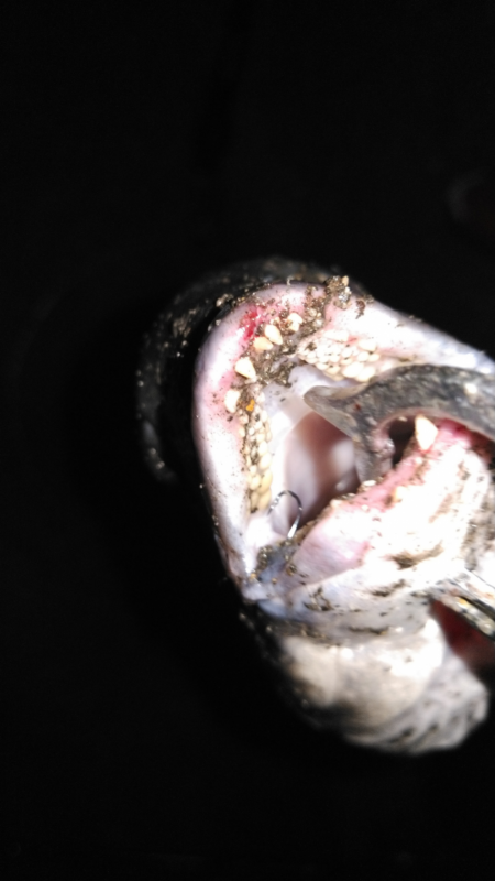 大雨後の濁りでチヌ！