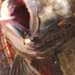 チヌの活性たかし!