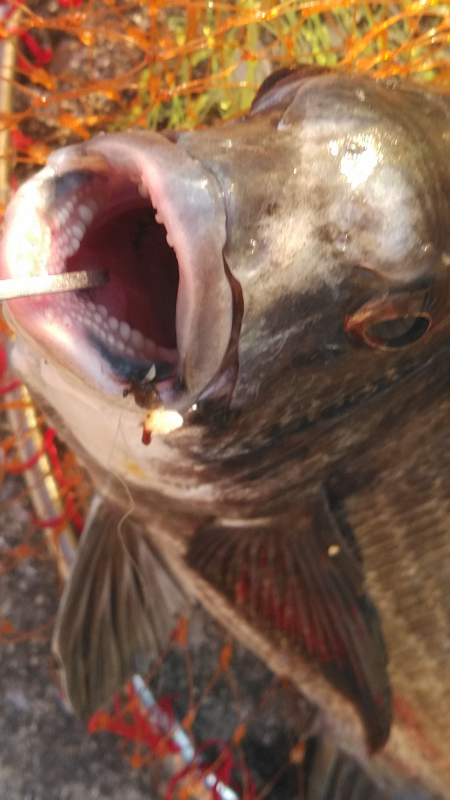 チヌの活性たかし!