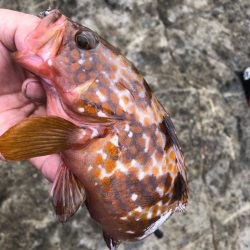 2022 佐渡ヶ島 ライトゲーム