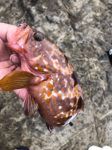 2022 佐渡ヶ島 ライトゲーム