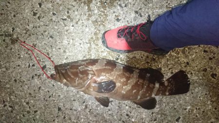 対馬ズボ釣り釣果